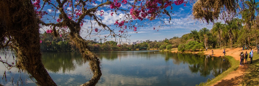 No Parque Ibirapuera vemos o lago e muitas árvores grandes e verdes, com fundo azul do céu e nuvens brancas